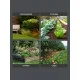 Культиватор бензиновый PATRIOT Denver